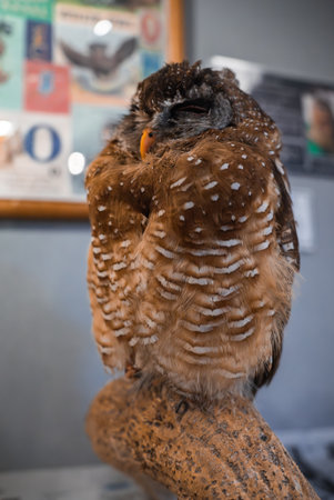 Close view of small owl on branchの写真素材