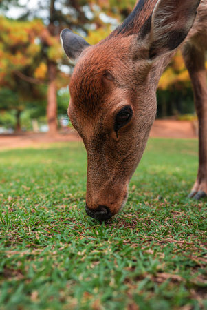 Deer grazing close up on green lawn in Nara, Japan with soft treesの写真素材