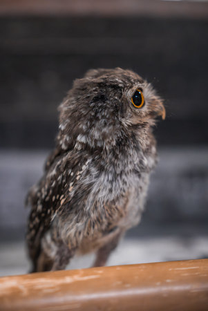 Young mottled owl on wooden rail near Hiroshima or Itsukushimaの写真素材