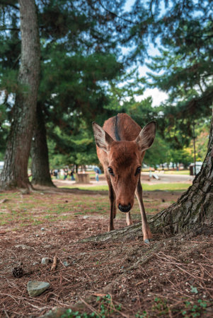Young sika deer foraging under pine trees at Nara Park, Nara, Japanの写真素材