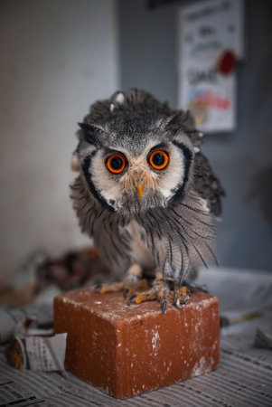 Small owl with orange eyes perches on block over newspapers indoorsの写真素材