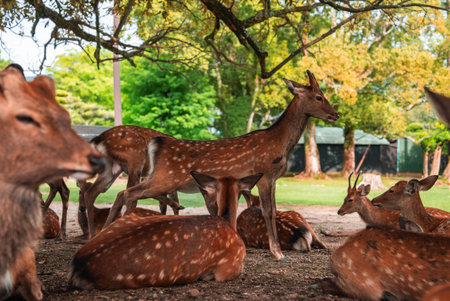 Sika deer rest and graze under trees in Nara Park, Nara, Japanの写真素材