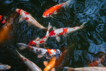 Colorful koi fish swirl beneath rippling pond surface in Osakaの写真素材