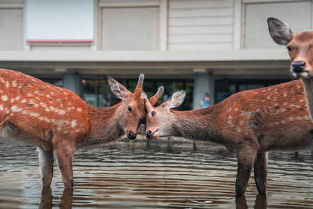 Sika deer press foreheads in a reflecting pool at Nara Park, Japanの写真素材