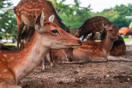 Sika deer rest and graze in Nara Park, Nara, Japan, warm daylightの写真素材
