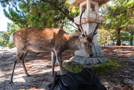 Sika deer beside stone lantern on path in Itsukushima, Hiroshimaの写真素材
