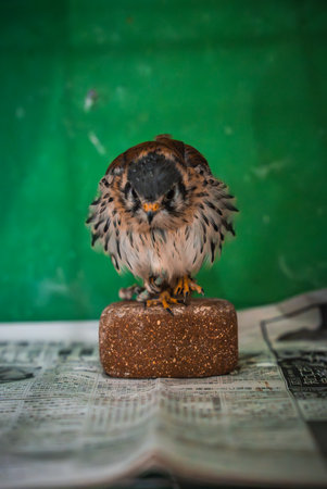 Kestrel like raptor perched on stone block indoors against green wall
