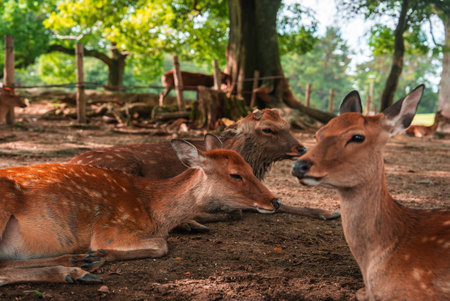 Sika deer rest under trees in Nara Park, Nara, Japan, spring dayの写真素材