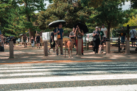 Tourists and a sika deer wait at a crosswalk in Nara Park, Japanの写真素材