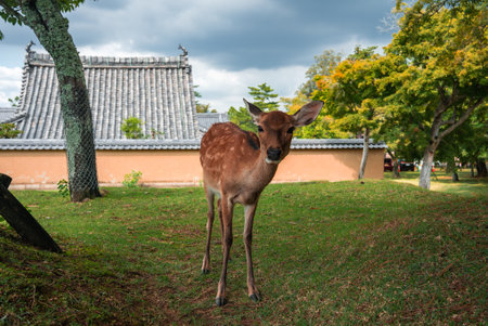 Young sika deer on park lawn near mossy trees and tiled wall in Naraの写真素材