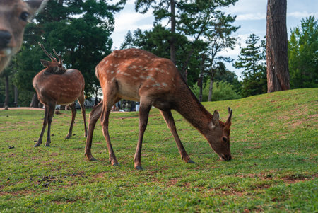 Sika deer graze on lawn in Nara Park, Nara, with curious deer leftの写真素材