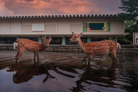 Sika deer wade at dusk near Nara National Museum in Nara Parkの写真素材