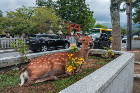 Sika deer rests by city street near torii gate and lanterns in Naraの写真素材