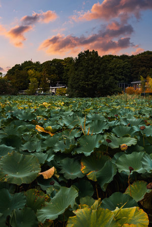 Lotus pond at warm sunset lightの写真素材