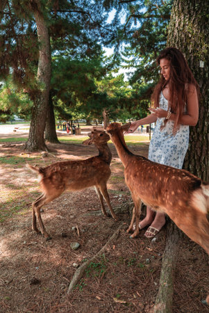 Young woman feeds tame sika deer under tall pines at Nara Parkの写真素材
