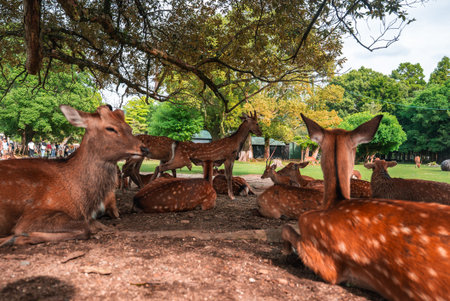 Sika deer rest and graze under trees at Nara Park in Nara, Japanの写真素材