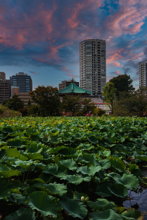 Lotus pond at Ueno Shinobazu with Bentendo and Tokyo high risesの写真素材