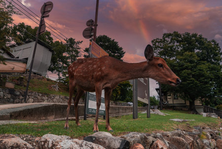 Sika deer by stone path and signs at dusk in Nara, Japan parkの写真素材