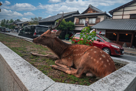 Sika deer rests on stone planter beside machiya street in Nara, Japanの写真素材