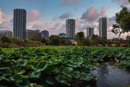 Lotus pond leading to Bentendo Hall and Ueno skyline in Tokyoの写真素材
