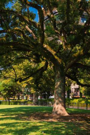 Ancient camphor tree in park with iron fence and pathsの写真素材