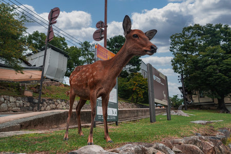 Young sika deer stands alert near walkway in Nara Park, Japanの写真素材