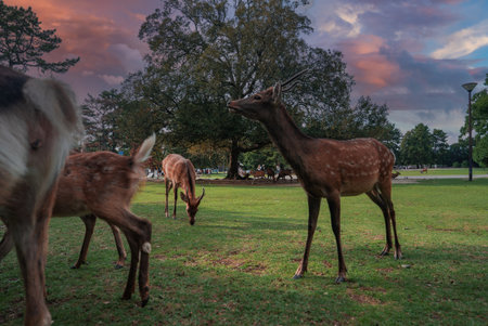 Sika deer graze at dusk in Nara Park, Nara, Japan under treesの写真素材