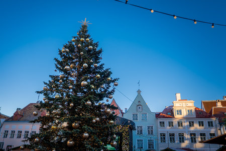 Christmas tree in Tallinn Town Hall Square with Hanseatic facadesの写真素材