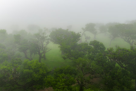 Fog drapes Madeira Laurissilva trees in Fanal highland morning