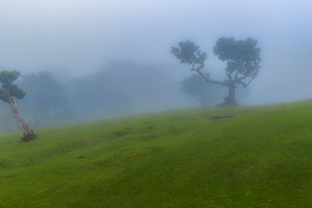 Fog draped laurel trees in Fanal Forest uplands, Madeira, Portugal
