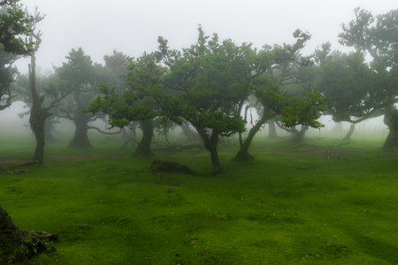 Misty laurel trees in Fanal Forest, Laurisilva, Madeira, ground view