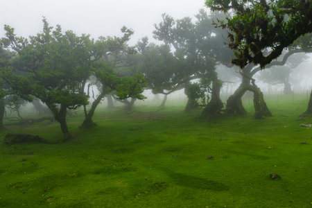Mist drifts through laurel trees in Fanal Forest, Madeira, Portugal