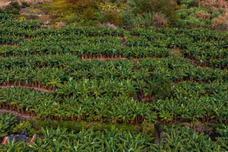 Aerial terraced banana plantations on Madeira hillside near Funchalの写真素材
