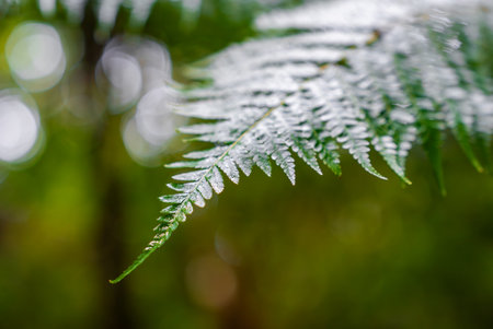 Dew covered fern frond with serrated leaflets in Madeira, Portugalの写真素材