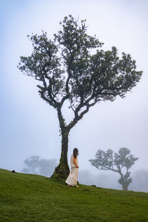 Woman beneath gnarled laurel tree in Fanal forest, Madeira, Portugalの写真素材