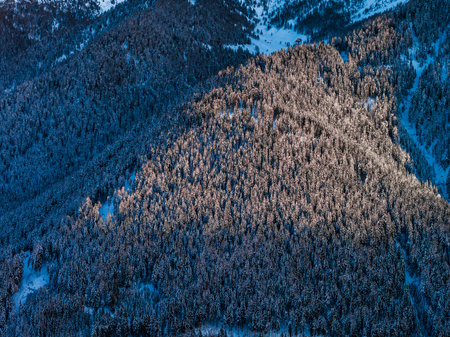 Aerial winter conifer forest on steep Dolomites slopes at sunset