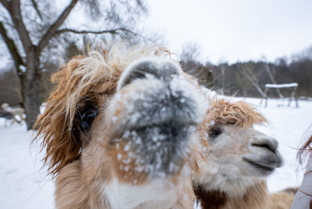 Curious alpacas in snowy paddock, one frosted nose fills frame