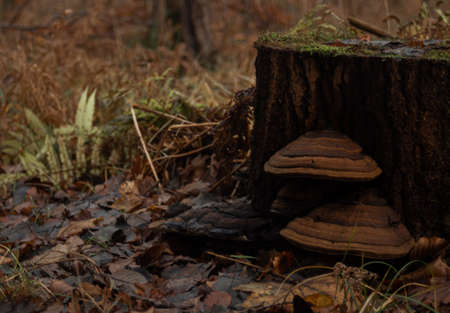 Winter pictures with snow or forest scenery apt to everyone
