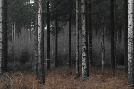 Winter pictures with snow or forest scenery apt to everyone