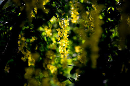 Spring flowering bush of golden rain.