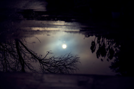 Reflection of a tree and sun in a puddle of water.