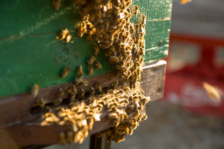 Bees fly near their hive.