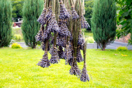 Lavender flowers. The process of drying lavender in bunches. The concept of healthcare, medicine, fashion. Collected lavender flowers in bunches dry in the open air.の写真素材