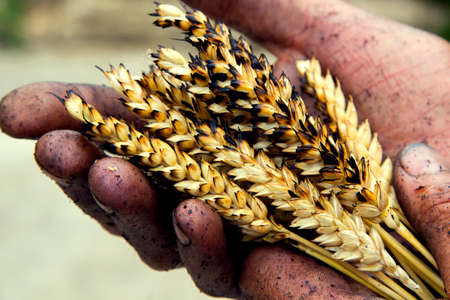 agriculture. The problem of world fires. economic crisis. Farmer's hands with wheat after the fire....