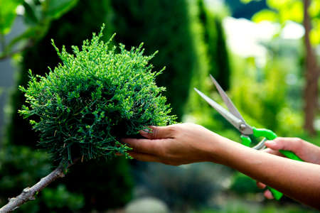 Close-up woman's hands cutting juniper in the garden. Pruning an evergreen juniper shrub in landscape design. The concept of happiness, joy, topiary care.の写真素材