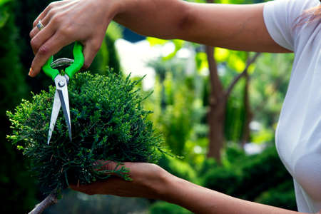 Close-up woman's hands cutting juniper in the garden. Pruning an evergreen juniper shrub in...