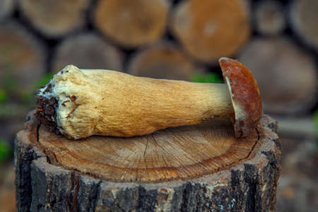 Natural forest mushrooms, white mushroom, boletus, porcini. forest mushrooms on different...