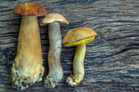 Natural forest mushrooms, white mushroom, boletus, porcini. forest mushrooms on different...