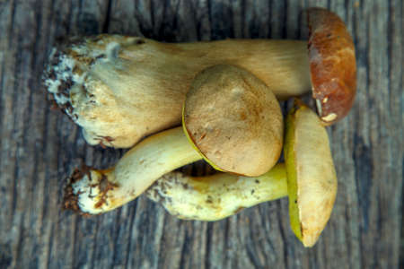 Natural forest mushrooms, white mushroom, boletus, porcini. forest mushrooms on different...