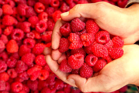 Female hands with fresh red raspberries. Ripe fresh red raspberries in female hands. The concept of vegetarianism, food, fruits and berries.の写真素材